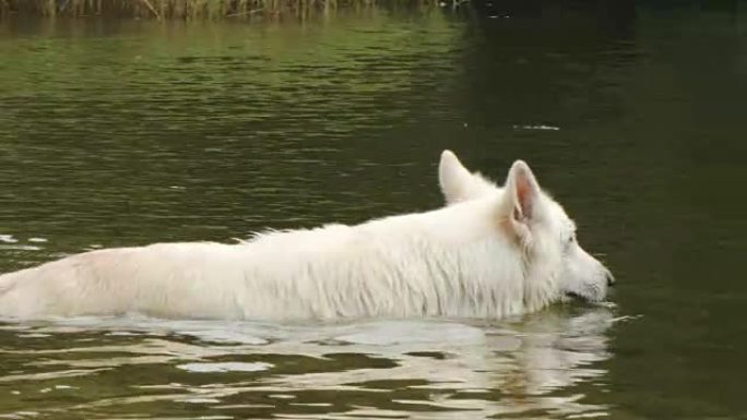 白色牧羊犬在湖中散步-夏季茶点