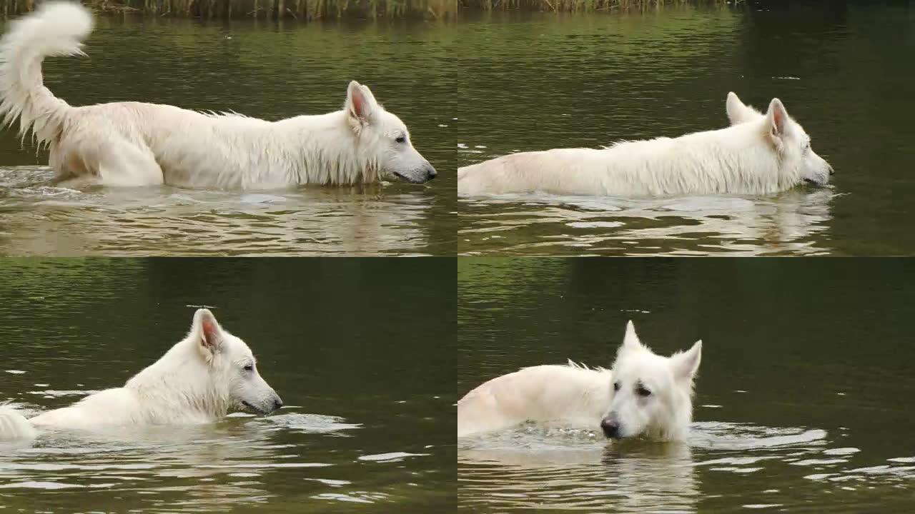 白色牧羊犬在湖中散步-夏季茶点