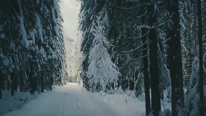 太阳在白雪皑皑的森林中移动