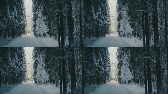 太阳在白雪皑皑的森林中移动