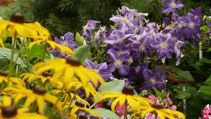 HD DOLLY：五颜六色的温带花朵