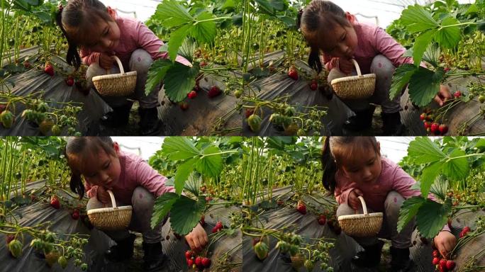 一个亚洲小女孩在农场采摘草莓