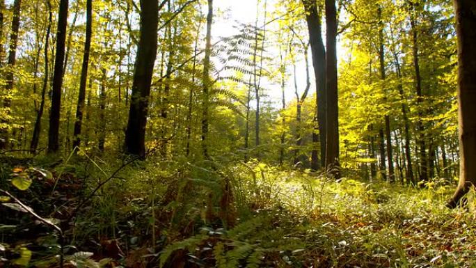 远景：秋天森林里的阳光