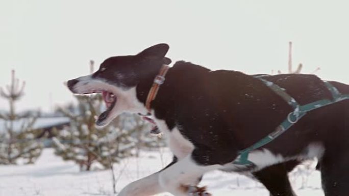 SLO MO LS雪橇犬在雪地里奔跑