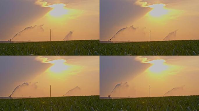 DS在日落时灌溉玉米地