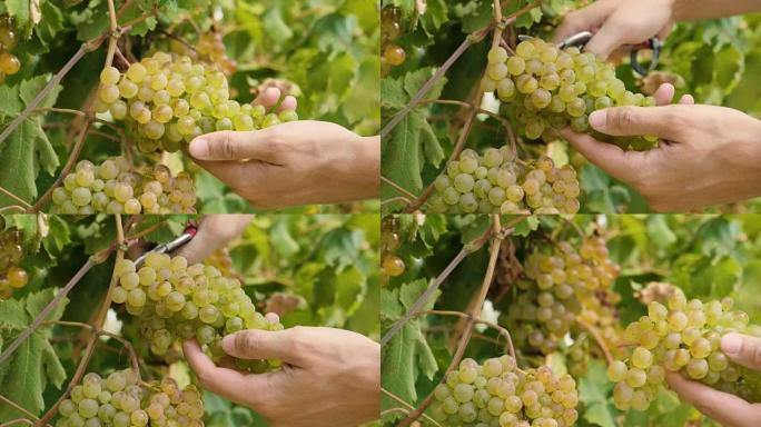 9月两只手的农民收获葡萄园，检查并收集意大利精选的葡萄串，以获得丰收。