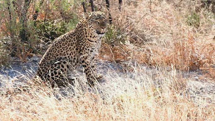 草丛中的豹子南非视频原始森林树林丛林