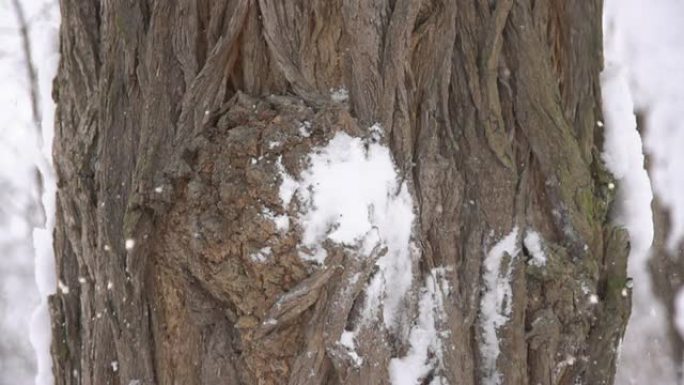 高清超级慢镜头：雪球击中树干