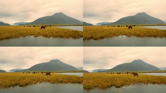 牧场上的冰岛马吃草湖泊湖边有机