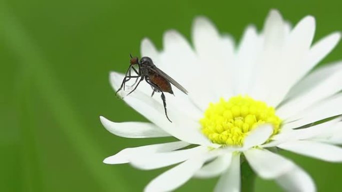 慢速运动：蚊子蚊子鲜花