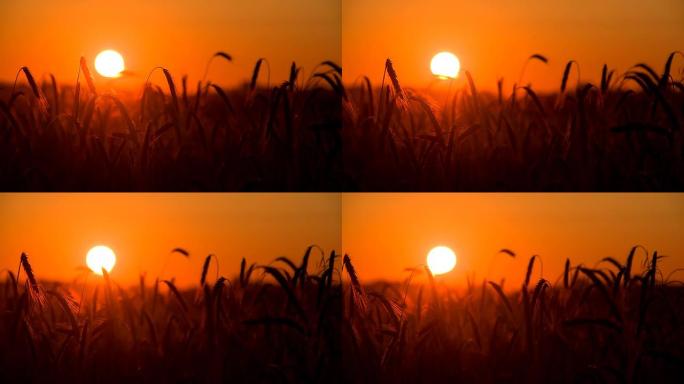 日落中的MS DS小麦