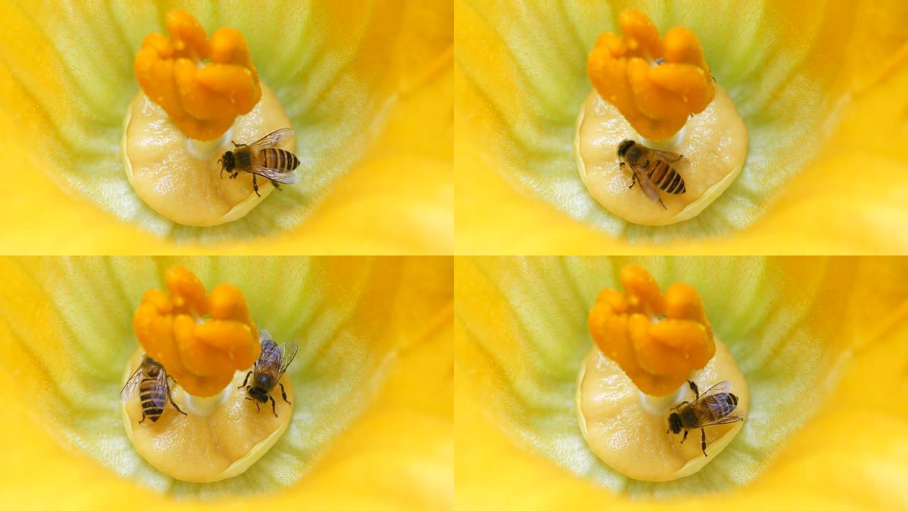 花中两只蜜蜂，4k