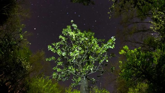 高清动态延时：树顶夜空