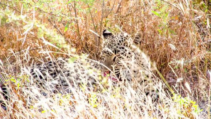 LS豹纹美容本身猎豹狩猎捕食野生动物生物