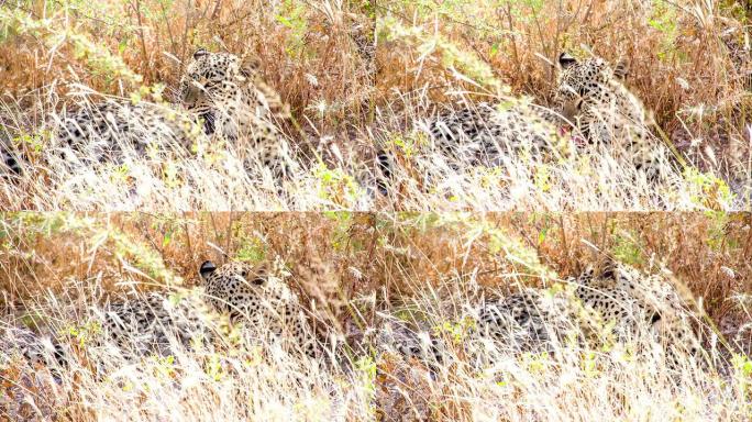LS豹纹美容本身猎豹狩猎捕食野生动物生物