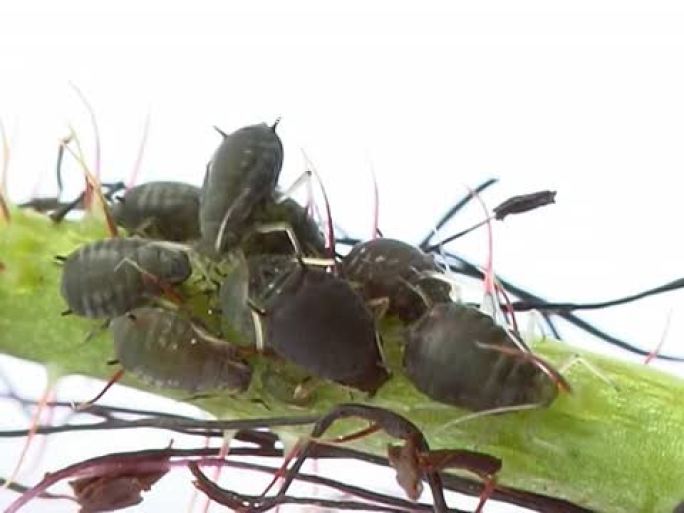 蚜虫PAL觅食产卵