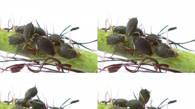 蚜虫PAL觅食产卵
