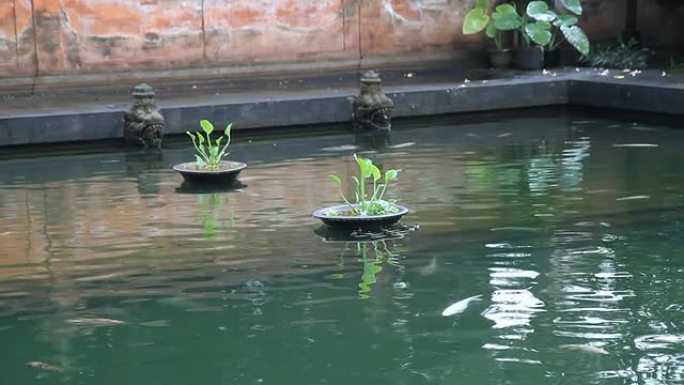 中景：鱼在寺庙的游泳池里游泳