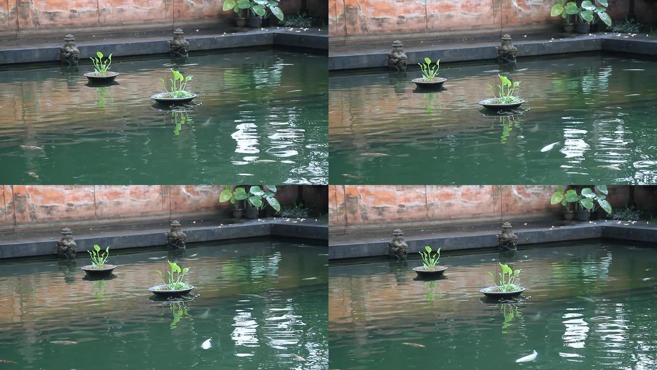 中景：鱼在寺庙的游泳池里游泳