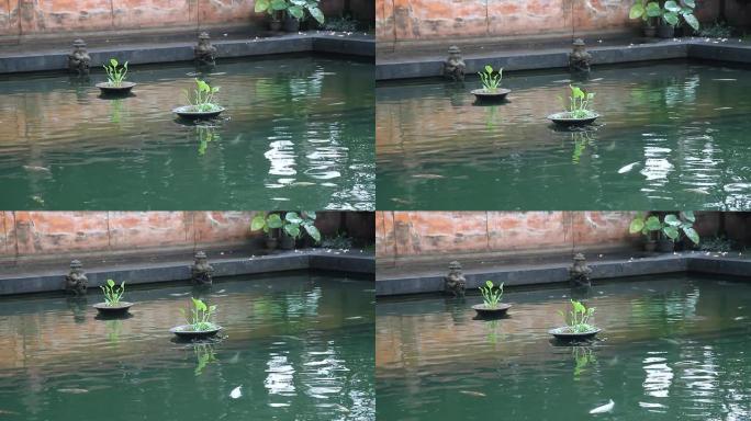 中景：鱼在寺庙的游泳池里游泳