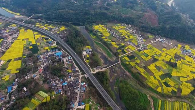 春季中国乡村景观鸟瞰图，油菜种子盛开，公路旁村庄
