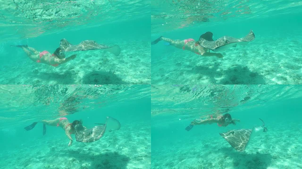 水下: 在玻璃状太平洋潜水的年轻女子喂养饥饿的黄貂鱼。