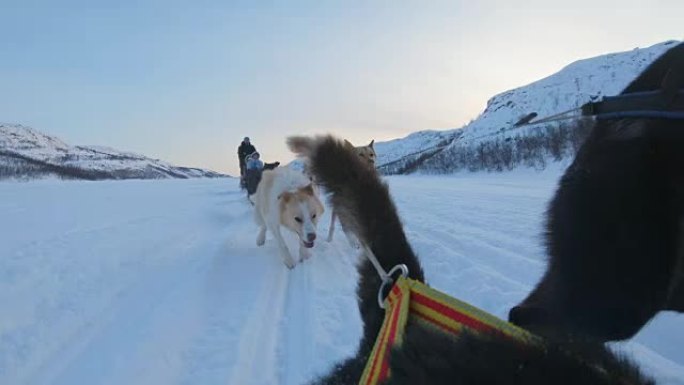 SLO MO雪橇狗在雪地里拉雪橇