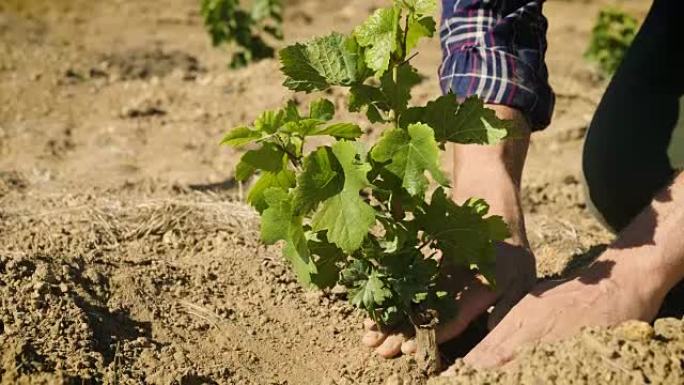 由农民的专家为番茄植物发芽浇水。节水、增长商品和金融的概念。股市利润也为世界拯救了自然和更多的水