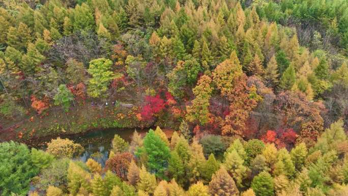 4K超清秋天色彩本溪枫叶自然风光颜色
