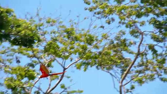金刚鹦鹉在树上飞翔