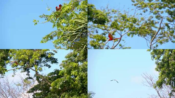 金刚鹦鹉在树上飞翔