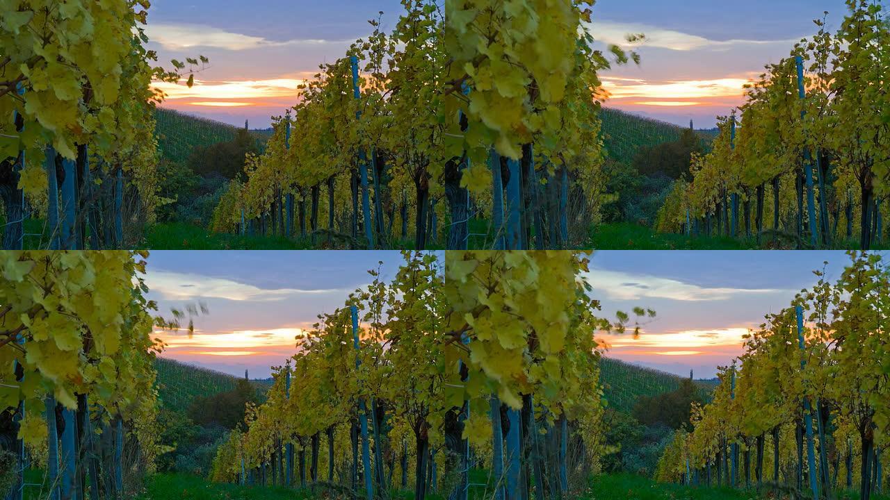 HD TIME-LAPSE：黄昏时分的葡萄园树架