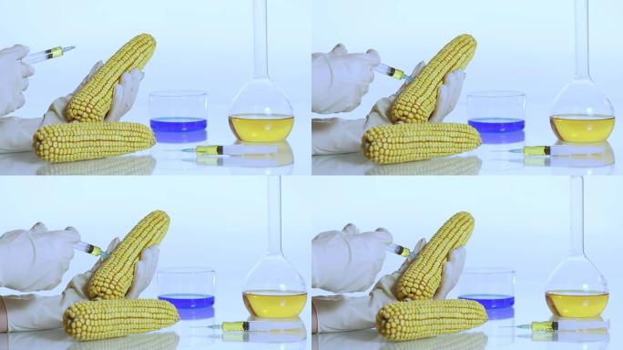 HD DOLLY: 科学家修改玉米基因组