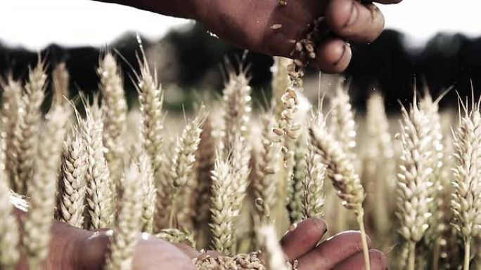 HD SUPER SLOW MO：农民的手与小麦粒