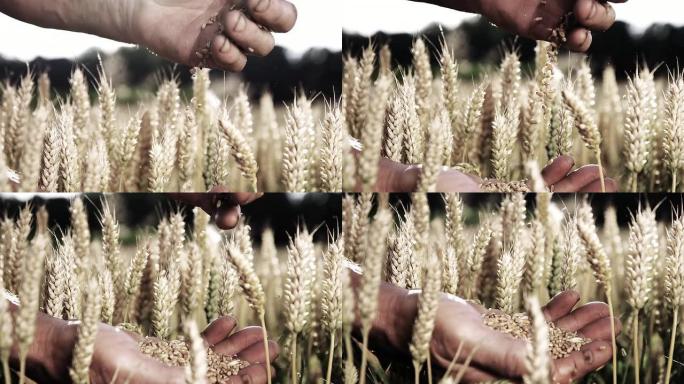 HD SUPER SLOW MO：农民的手与小麦粒
