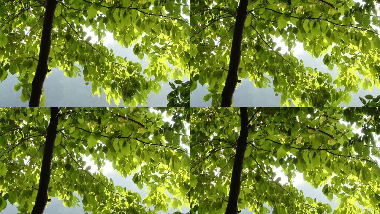 HD：阳光在树叶上的反射