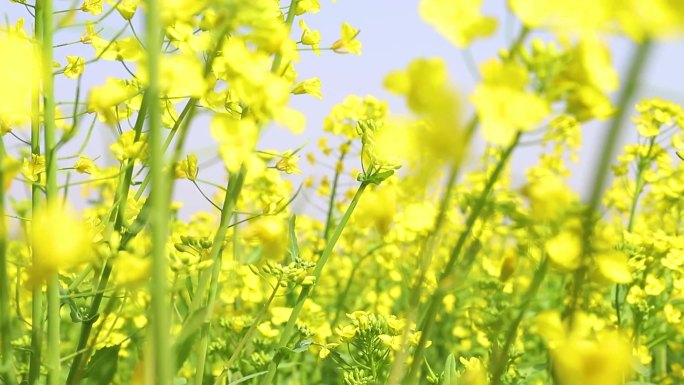 【原创】春季金黄色油菜花海