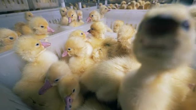 许多小鸭子坐在一个特殊农场的盒子里，靠近。