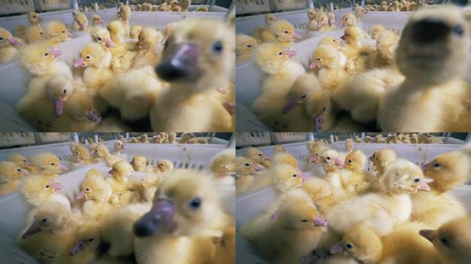 许多小鸭子坐在一个特殊农场的盒子里，靠近。