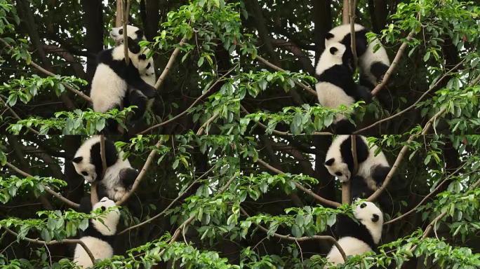 两只可爱的熊猫熊在树上玩耍，4k