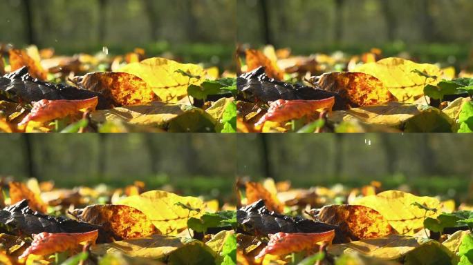 HD SUPER SLOW-MO：落在秋叶上的水滴