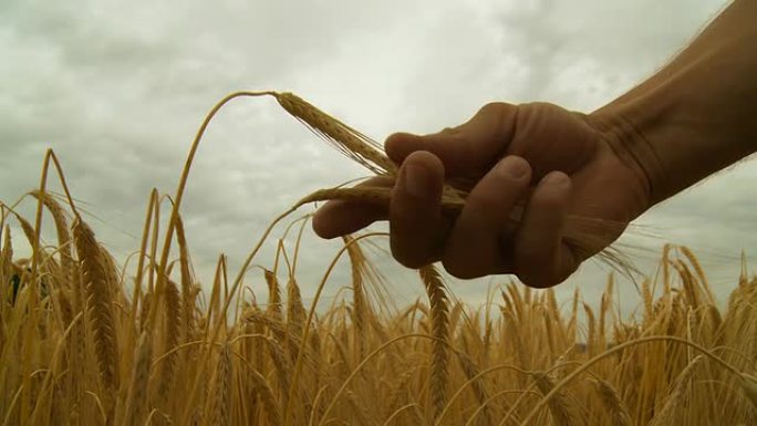 HD：手握麦秆麦田小麦大麦麦粒麦穗
