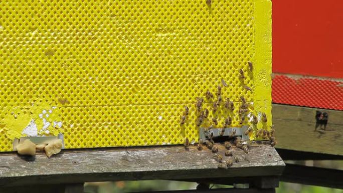 养蜂