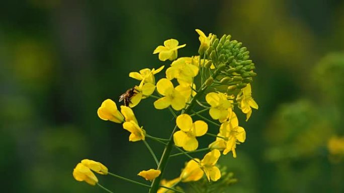 蜜蜂在油菜花周围飞翔