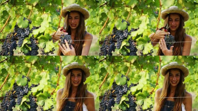 美丽的女农夫 (女人) 布鲁内特拿着一个装有紫色葡萄的篮子，在草渣中笑着微笑，在葡萄场上。