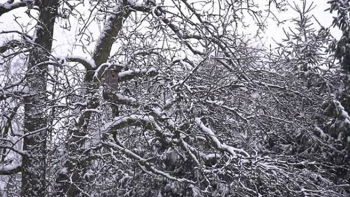 高清超级慢镜头：雪地里的光秃秃的树