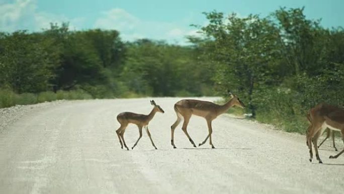 在埃托沙国家公园过马路的黑斑羚