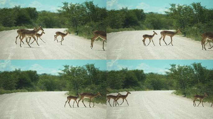 在埃托沙国家公园过马路的黑斑羚