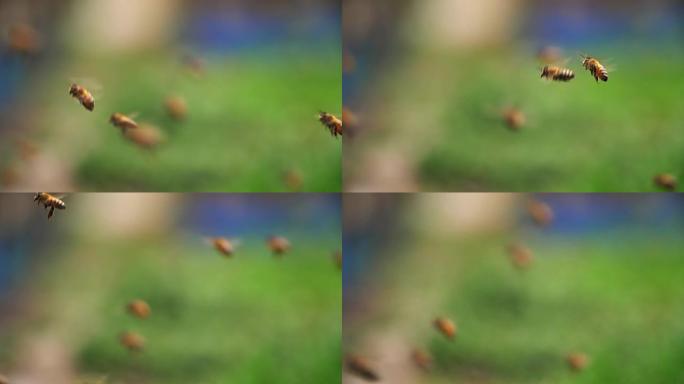 蜜蜂飞行的慢动作，1080p