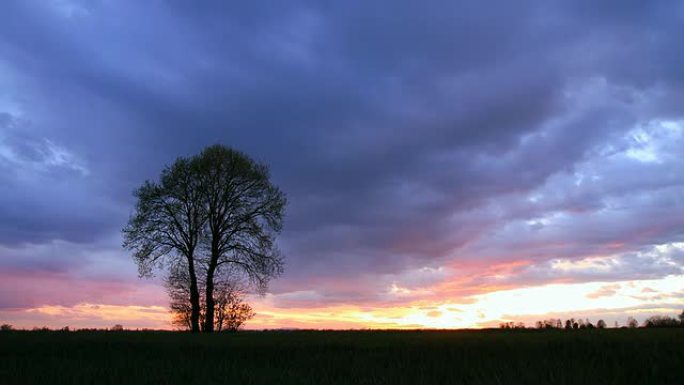 高清时间片段：日落时一棵树的剪影